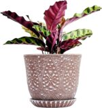 Ceramic Plant Pots with Saucers
