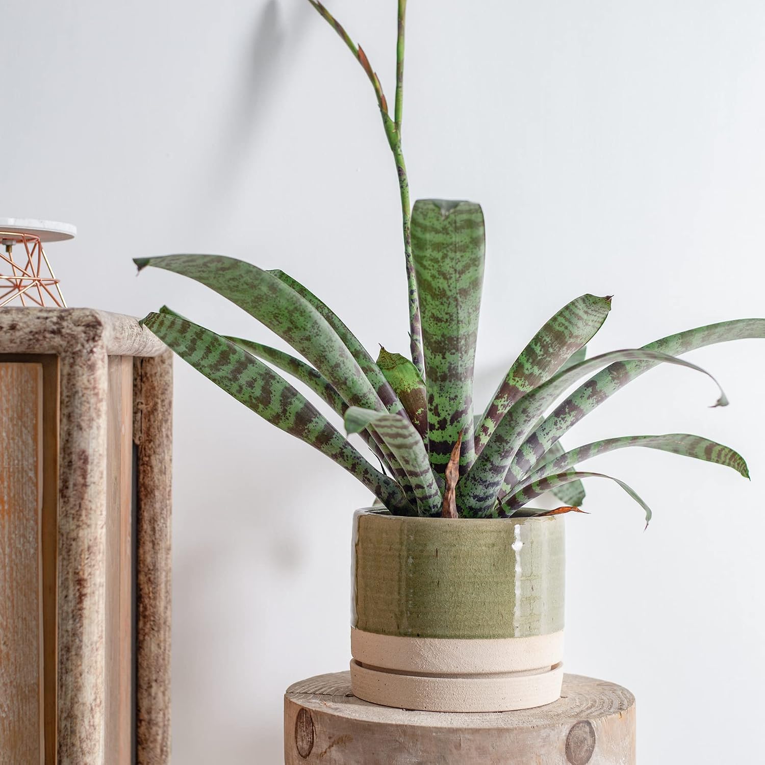 Cylinder Ceramic Planter with Saucer — 6 in, Green and Beige
